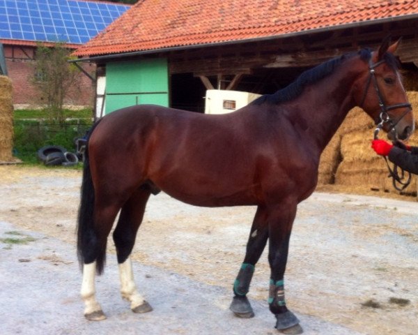 Pferd Levithan 2 (Sächs.-Thür. Schweres Warmbl., 2010, von Lord Brown)