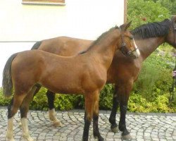 Pferd Vito (Sächs.-Thür. Schweres Warmbl., 2006, von Valerius Mo 1478)