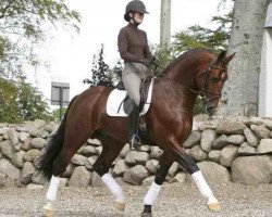 stallion Valesco (Sachs-door. Heavy Warmbl., 2005, from Valerius Mo 1478)