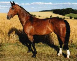 broodmare Lady Lennox (Sachs-door. Heavy Warmbl., 2007, from Valerius Mo 1478)