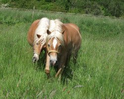 broodmare Honey (Haflinger, 2010, from Amaryl (1,57% ox))