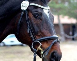 dressage horse Fly to the Moon (Ukrainisches riding horse, 1996)