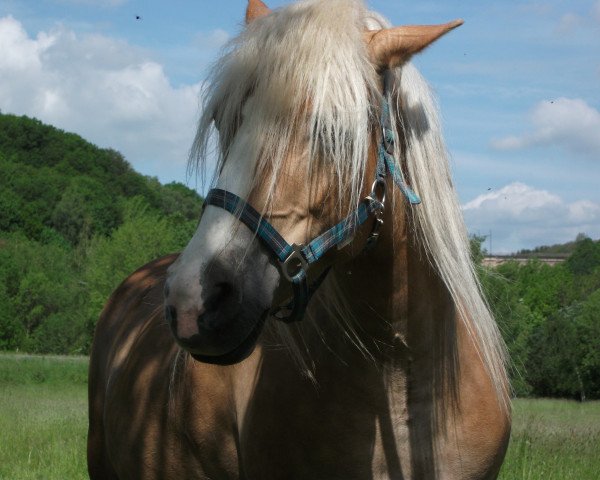 Zuchtstute Wega (Haflinger, 2009, von Steinway (1,57% ox))