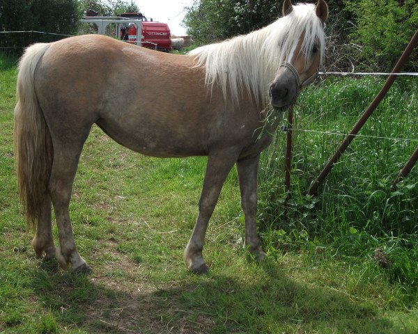 broodmare Whisky (Haflinger, 2014, from Argentino)