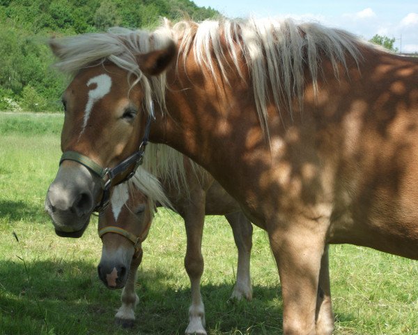 broodmare Wicky (Haflinger, 2010, from Amaryl (1,57% ox))