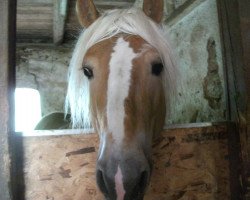 Pferd Sando (Haflinger, 2007, von Steinway (1,57% ox))