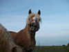 Zuchtstute Walli (Haflinger, 2001, von liz. 180/T Wildprinz)