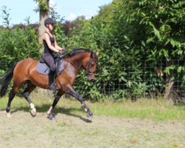 Dressurpferd Campino (Deutsches Reitpony, 2009, von FS Champion de Luxe)