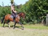 dressage horse Campino (German Riding Pony, 2009, from FS Champion de Luxe)