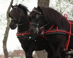 Pferd Likedeelers Woodstock (Shetland Pony, 2009, von Wargrave of shetland)