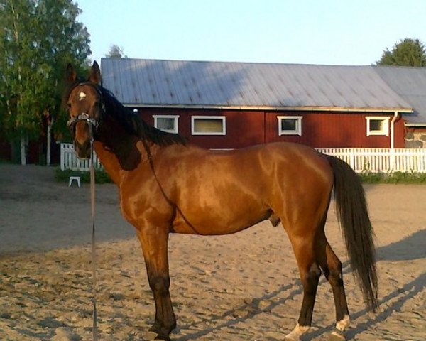 Pferd Elbrus (Eppu) (Trakehner, 1993)