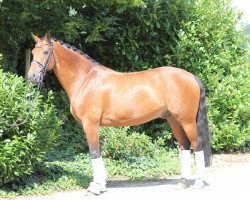 dressage horse Domestic Flight (Oldenburg, 2002, from Don Rubin 3)