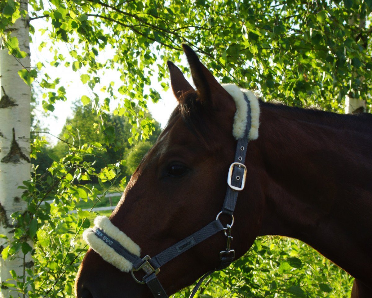 Springpferd Cohen (Oldenburger Springpferd, 2010, von Clinton H)