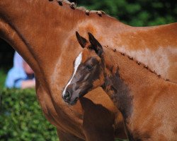 dressage horse Maximilia (German Riding Pony, 2016, from Del Estero NRW)