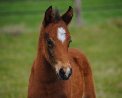 stallion Cheerleader V (Westphalian, 2015, from Cosmopolitan NRW)