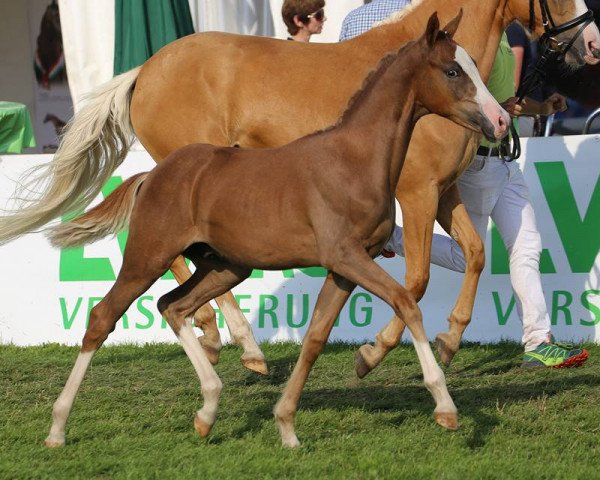 dressage horse Hans im Glück M (German Riding Pony, 2015, from Huckleberry Finn Hj WE)