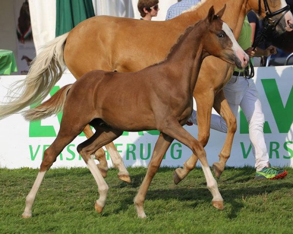 Dressurpferd Hans im Glück M (Deutsches Reitpony, 2015, von Huckleberry Finn Hj WE)