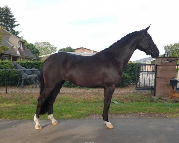 broodmare Wenecia (Oldenburg, 2011, from De Niro)