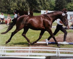 Zuchtstute Sunata (Trakehner, 1986, von Kassius)