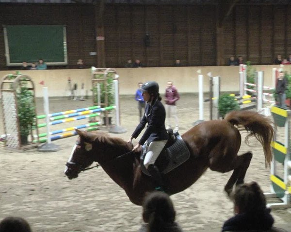 Reitturnier Mannheim-Neckarau 2019