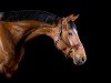 dressage horse Anna-Mia (Hanoverian, 2007, from Adlantico As)