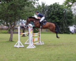 jumper Brina's Lord (KWPN (Royal Dutch Sporthorse), 2006, from Lord Z)