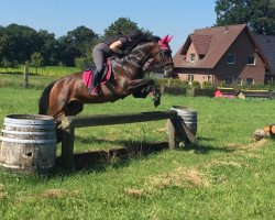 jumper Valentine 10 (Irish Sport Horse, 2000, from Supreme Edge xx)