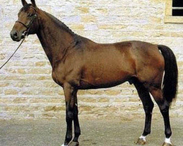 stallion French Cancan (Selle Français, 1993, from Quidam de Revel)
