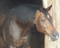 broodmare Sagora (Holsteiner, 2002, from Acorado I)