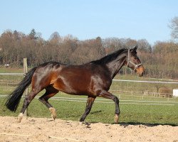 broodmare Weissera (Oldenburg, 2005, from Donnerschwee)