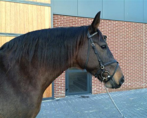 broodmare Zabina (KWPN (Royal Dutch Sporthorse), 2004, from Cassini II)