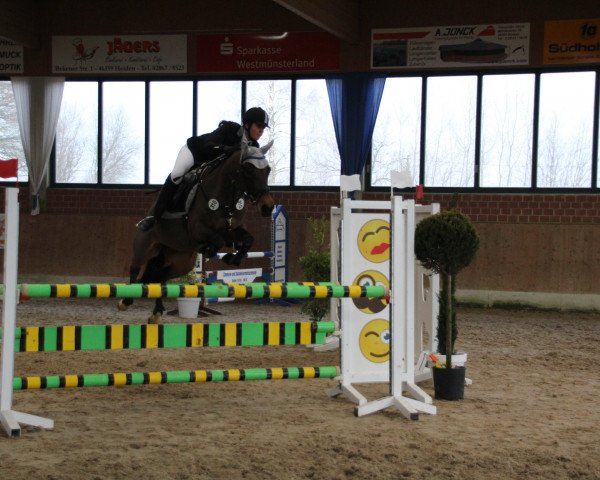 jumper Chicca 42 (German Riding Pony, 2007, from Charm of Nibelungen)