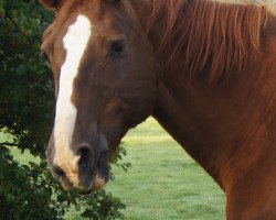 broodmare Blandine (Oldenburg, 1987, from Absinth)