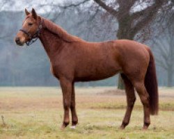 broodmare Carthago's Ruby Z (Zangersheide riding horse, 2010, from Carthago)