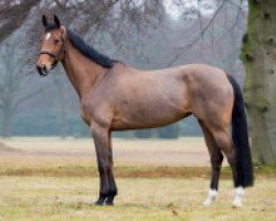 broodmare Charmline Jt Z (Zangersheide riding horse, 2011, from Canabis Z)