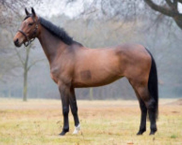 broodmare Bellacolle Z (Zangersheide riding horse, 2011, from Caspar (Berlin))