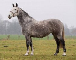 broodmare Berda van het Scheefkasteel Z (Zangersheide riding horse, 2009, from Berlin)