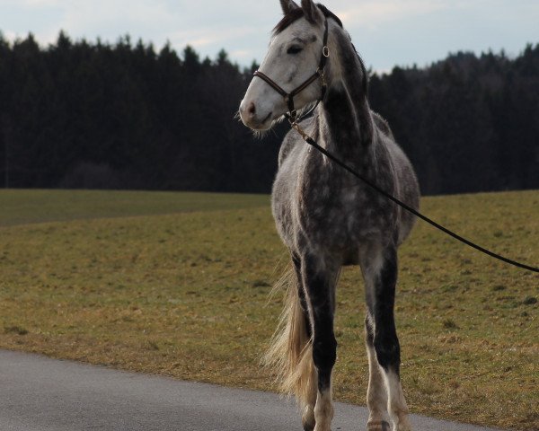 Pferd Illegal Temptation (Österreichisches Warmblut, 2012, von Impuls)