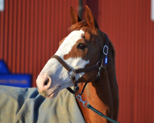 horse Painter (Oldenburg, 2001, from Piquet)