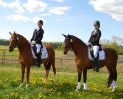 broodmare Simsalabim (German Riding Pony, 2006, from Heidbergs Nancho Nova)