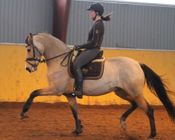 dressage horse Sweet Chatterbox (German Riding Pony, 2007, from FS Champion de Luxe)