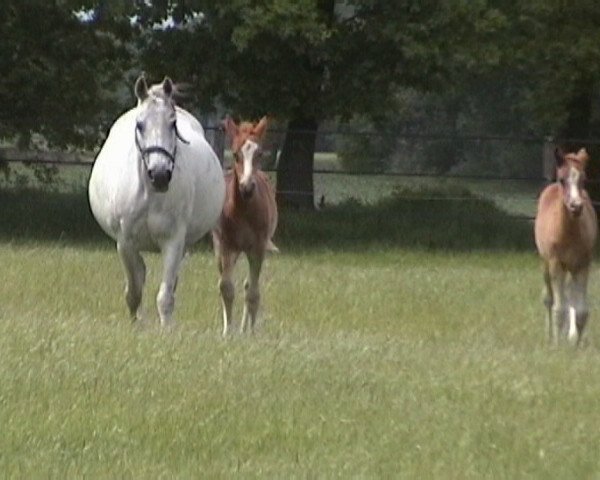 broodmare Mabelle (German Riding Pony, 1990, from Maior Domus)