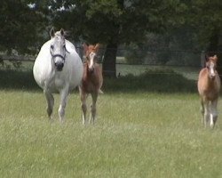 broodmare Mabelle (German Riding Pony, 1990, from Maior Domus)