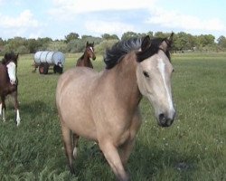 broodmare Made my day (German Riding Pony, 2004, from Singold's Drago)