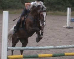 Deckhengst Singold's Drago (Deutsches Reitpony, 1992, von Dempsy Denny S)