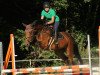 jumper Carlotta Keks (Oldenburg show jumper, 2011, from Chacco-Blue)