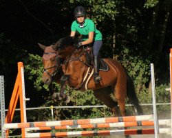 jumper Carlotta Keks (Oldenburg show jumper, 2011, from Chacco-Blue)