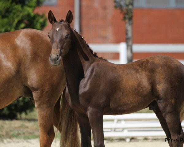 stallion Mon Ami Golden Whisper (German Riding Pony, 2013, from FS Golden Highlight)