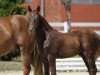 stallion Mon Ami Golden Whisper (German Riding Pony, 2013, from FS Golden Highlight)