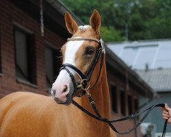 Zuchtstute Monte 55 (Deutsches Reitpony, 2011, von Can Dance 3)